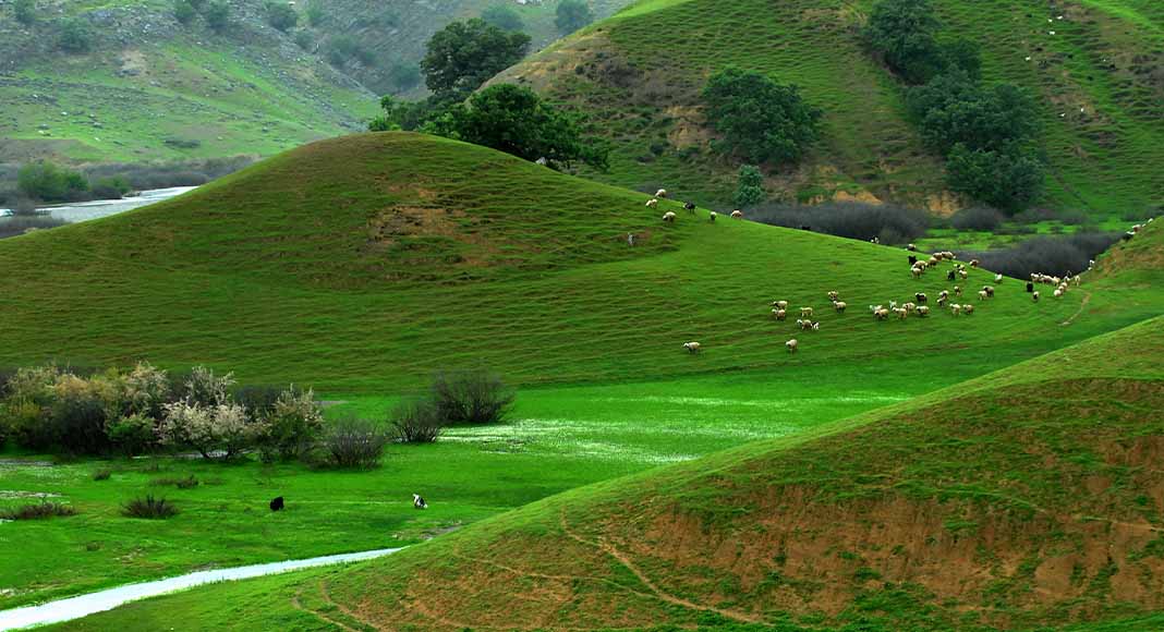 چراگاه‌های تابستانی کوهرنگ با گله‌های دام و تپه‌های سبز – تصویر بوم‌گردی و طبیعت‌گردی در چهارمحال و بختیاری